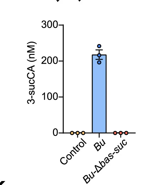 Open access visualization of Bar Plot, Error Bars, Scatter Plot, Quantified Production, 3-sucCA