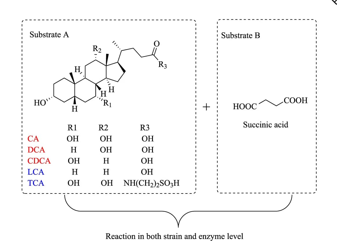 Open access visualization of Chemical Structure, Substrates, Bile Acids, Bus trains, BAS-suc protein