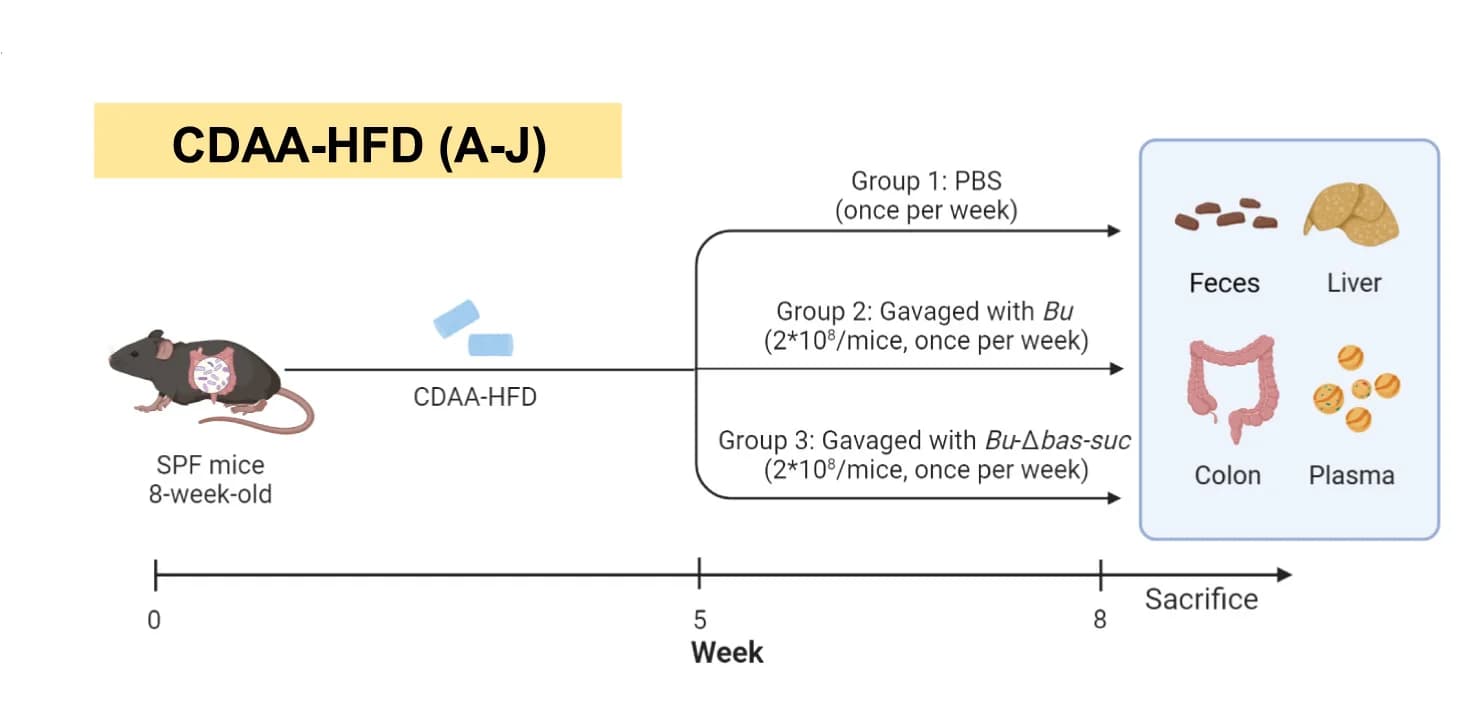 Open access visualization of Workflow, Flowchart, Illustration, Experimental Scheme, Mice