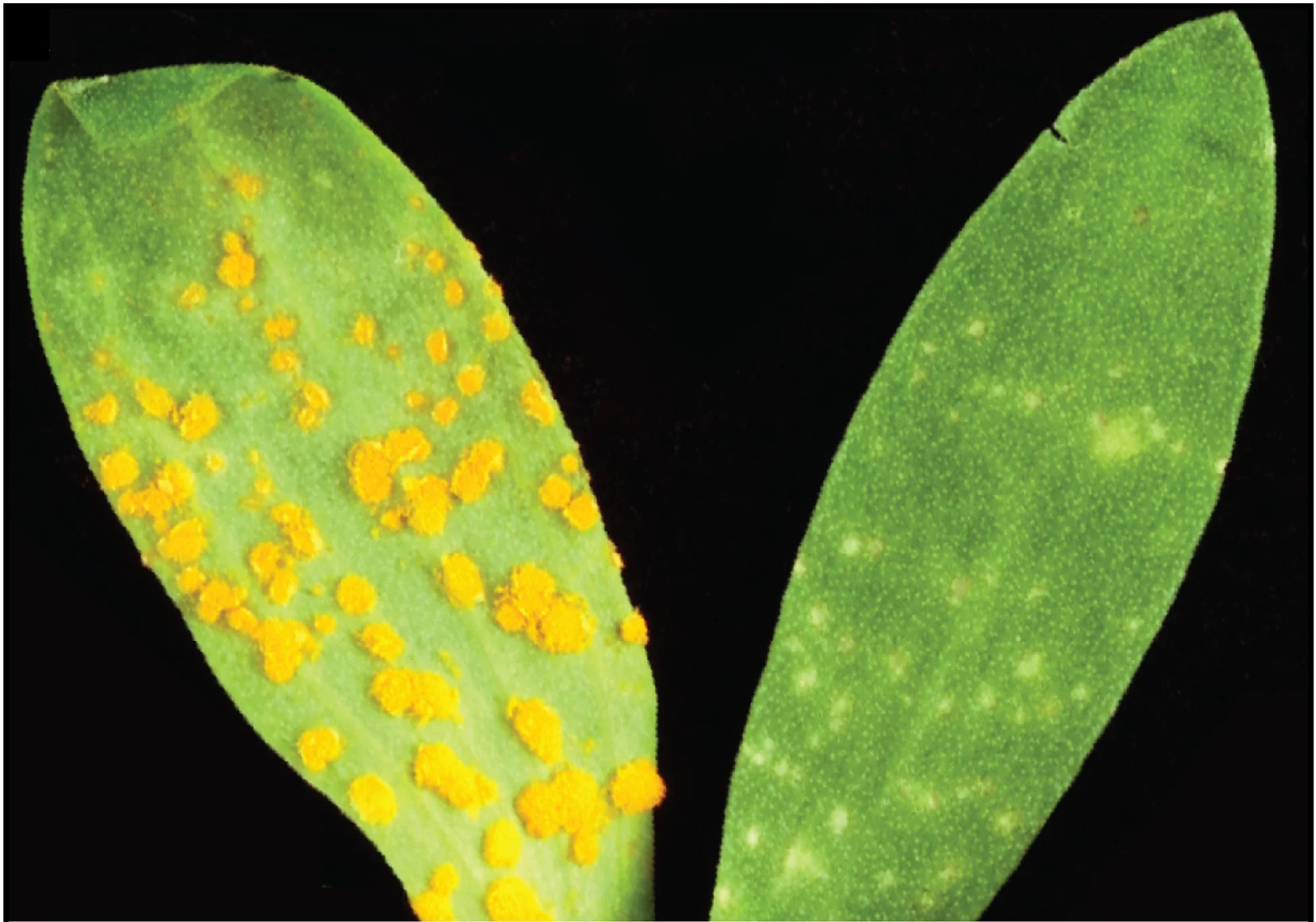 Open access visualization of Photo, Urediniospore Production, Flax Rust, Flax Genotype, Pathogen Ingress