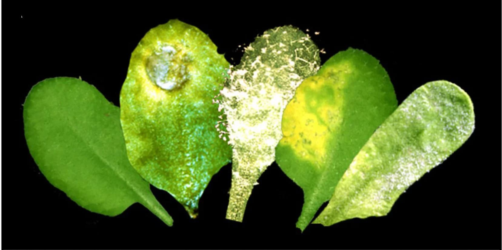 Open access visualization of Photo, Arabidopsis Leaf, Gray Mold, Botrytis Cinerea, Downy Mildew