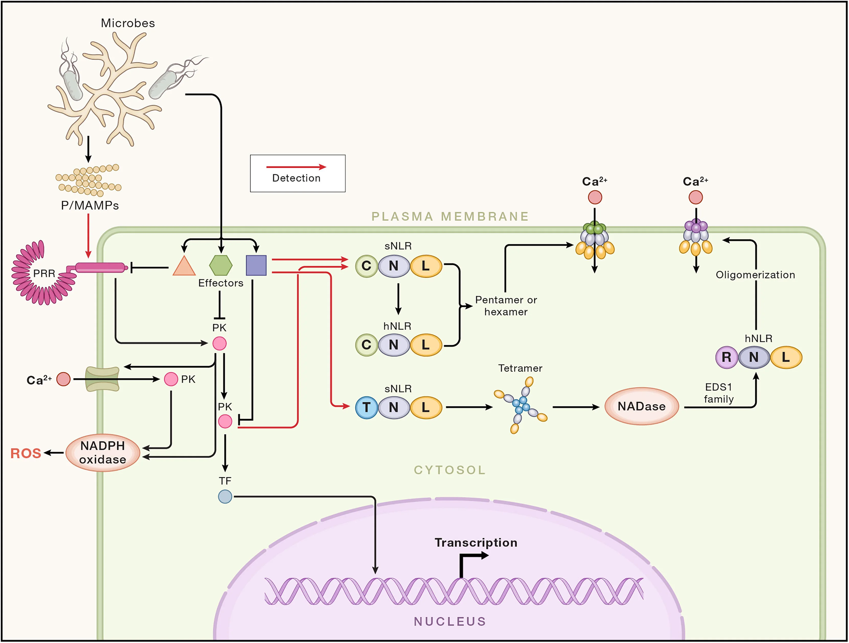Open access visualization of Workflow, Pathway, Illustration, PRRs, Protein Kinases