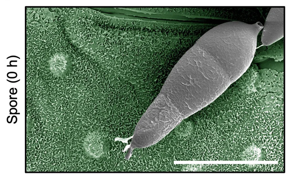 Open access visualization of Microscopy, Scanning Electron Micrographs, Appressorium Germination, Wild-type Strain, Guy11