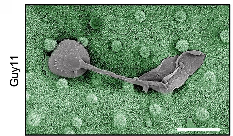 Open access visualization of Microscopy, Scanning Electron Micrograph, Appressorium Germination, Blast Fungus, Rice Leaf