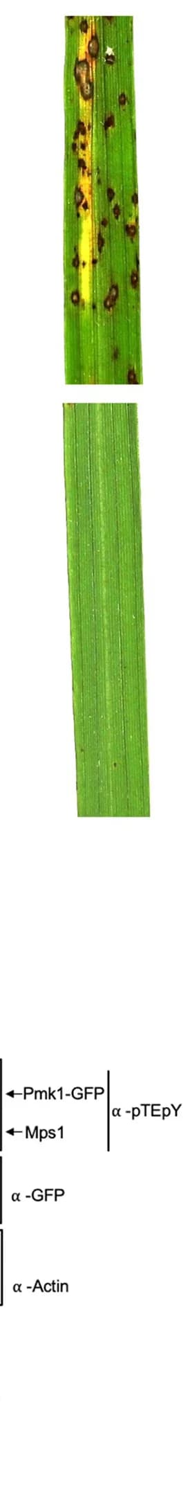 Open access visualization of Photo, Gel, Rice Leaves, Strain Infection, Rice Seedlings
