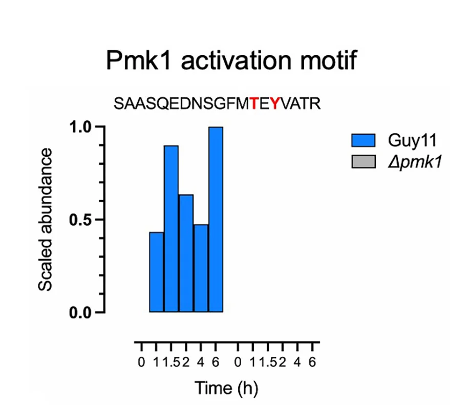 Open access visualization of Bar Plot, Clustered, Bar Graphs, Phosphorylation Abundance, Peptide