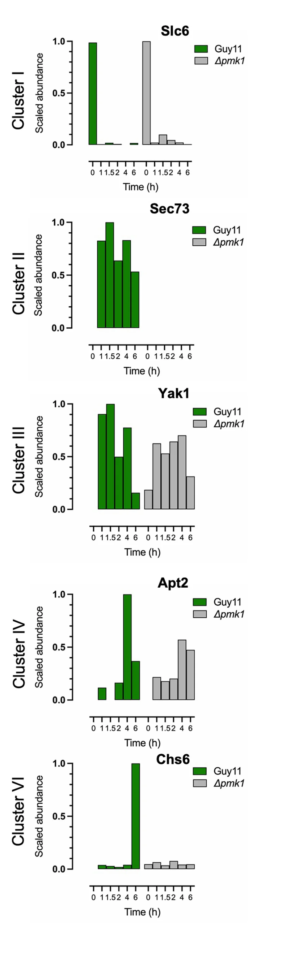 Open access visualization of Bar Plot, Clustered, Phosphorylation, Phosphopeptides, Solute Carrier Family Protein