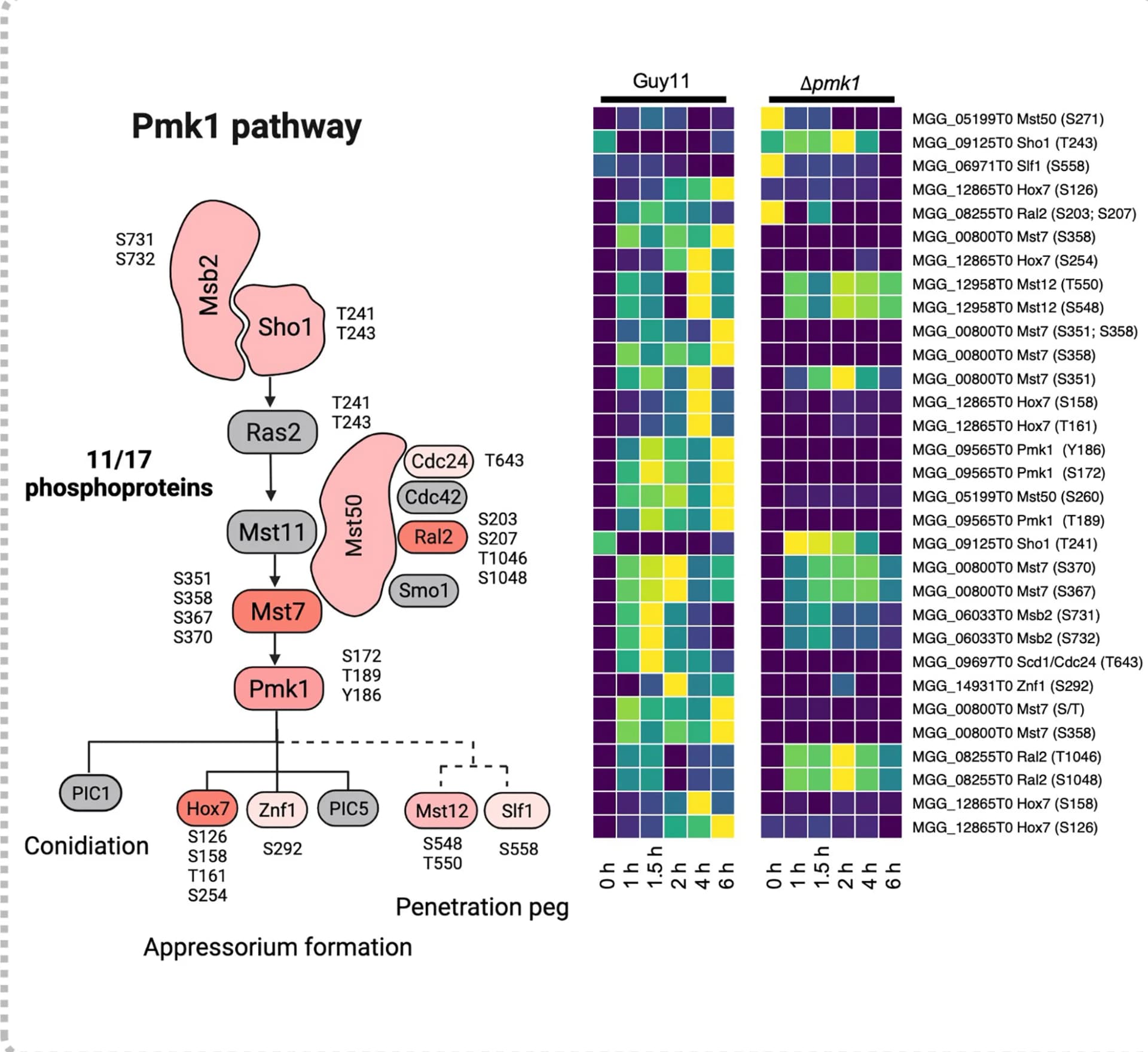 Open access visualization of Workflow, Heatmap, Pmk1 Signaling Pathway, Phosphorylation, M. oryzae