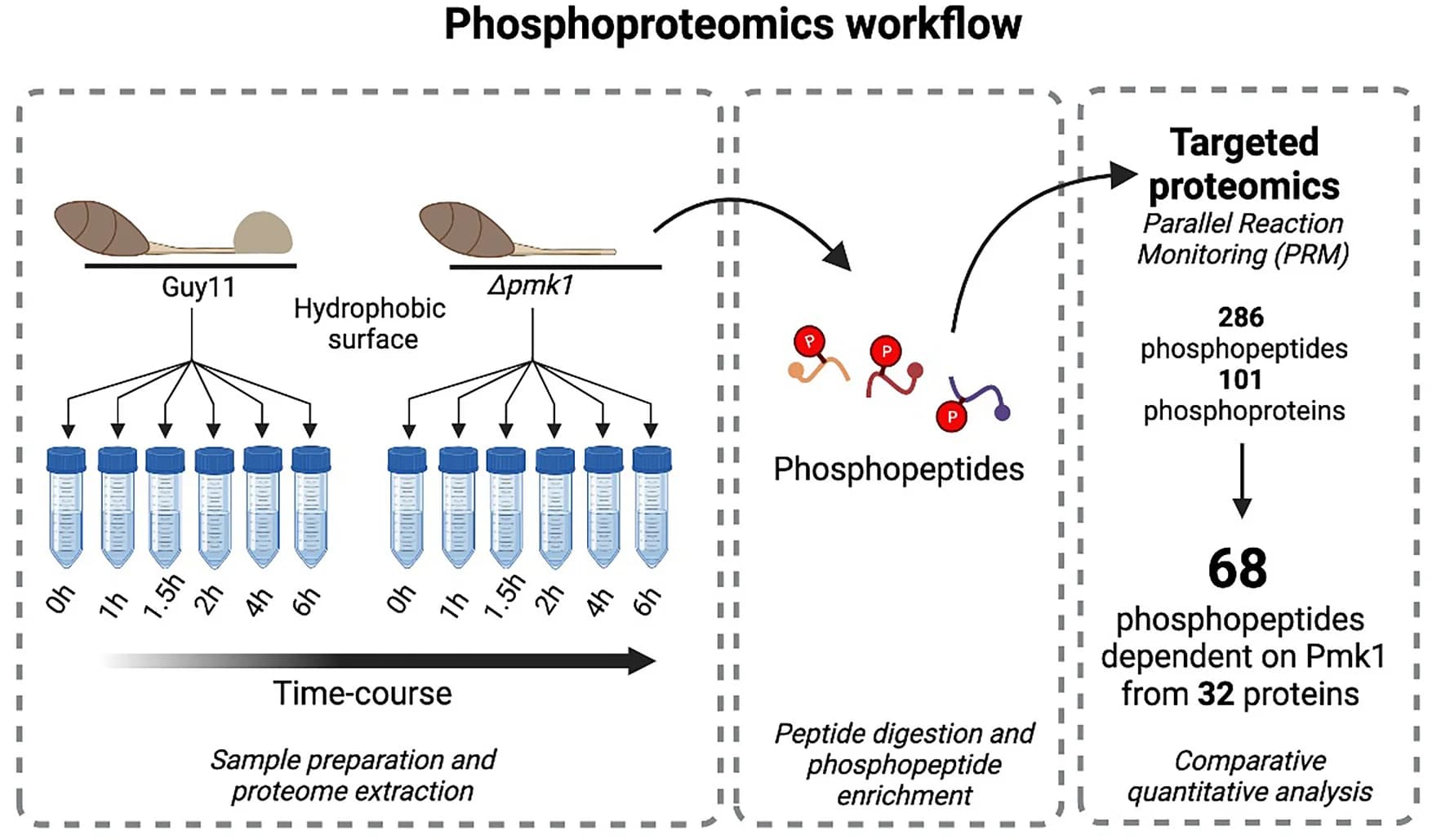 Open access visualization of Workflow, Flowchart, Phosphoproteomic Workflow, LC-MS/MS, Parallel Reaction Monitoring