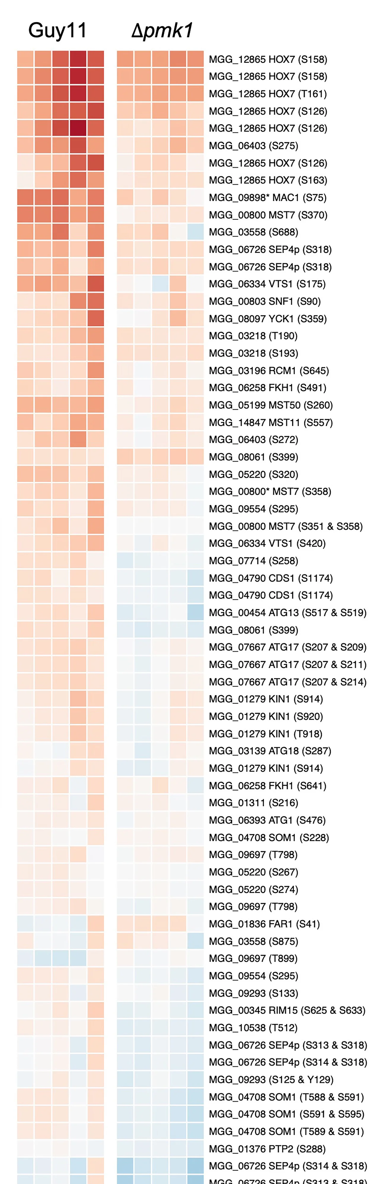 Open access visualization of Heatmap, Phosphorylated Phosphopeptides, Biological Replicates