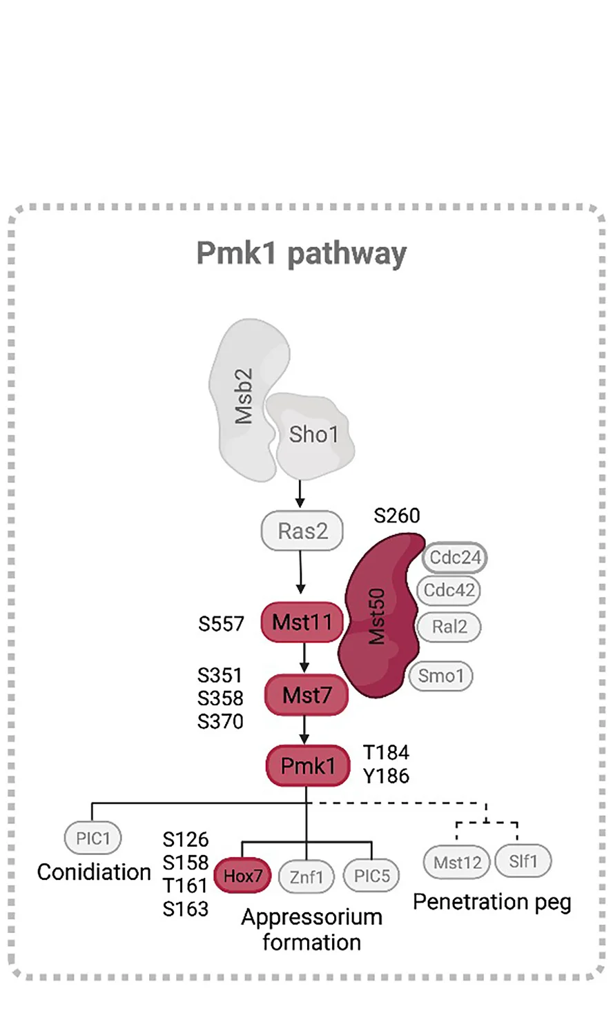Open access visualization of Pathway, Pmk1 Signaling Pathway, M. oryzae, Phosphorylated Residues