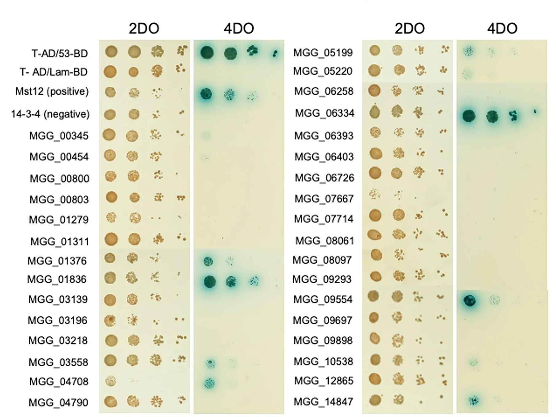 Open access visualization of Gel, Yeast-Two-Hybrid Assay, Protein Interactions, Yeast Cells, Pmk1
