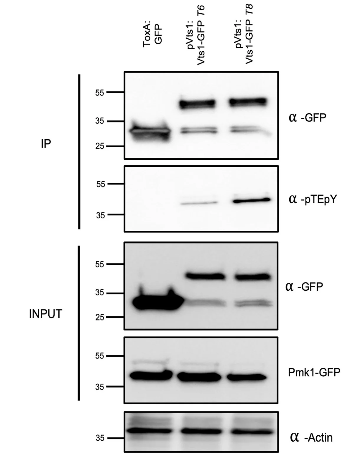 Open access visualization of Gel, Co-Immunoprecipitation, Vts1-GFP, GFP, M. oryzae