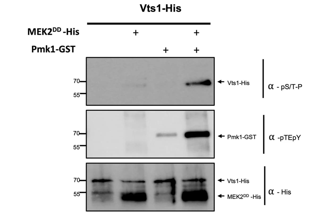 Open access visualization of Gel, Western Blot, In Vitro Phosphorylation, Pmk1, Vts1
