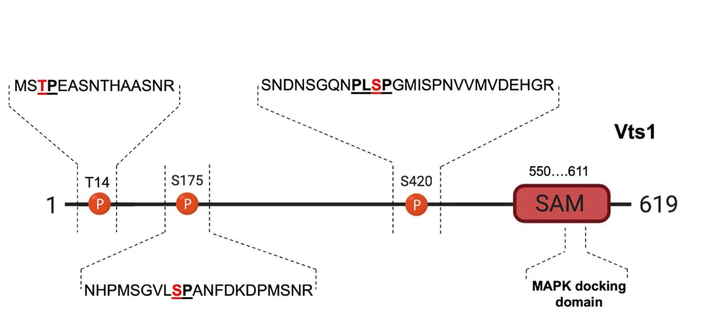 Open access visualization of Workflow, Illustration, Schematic Diagram, Vts1, Phosphorylated Residues