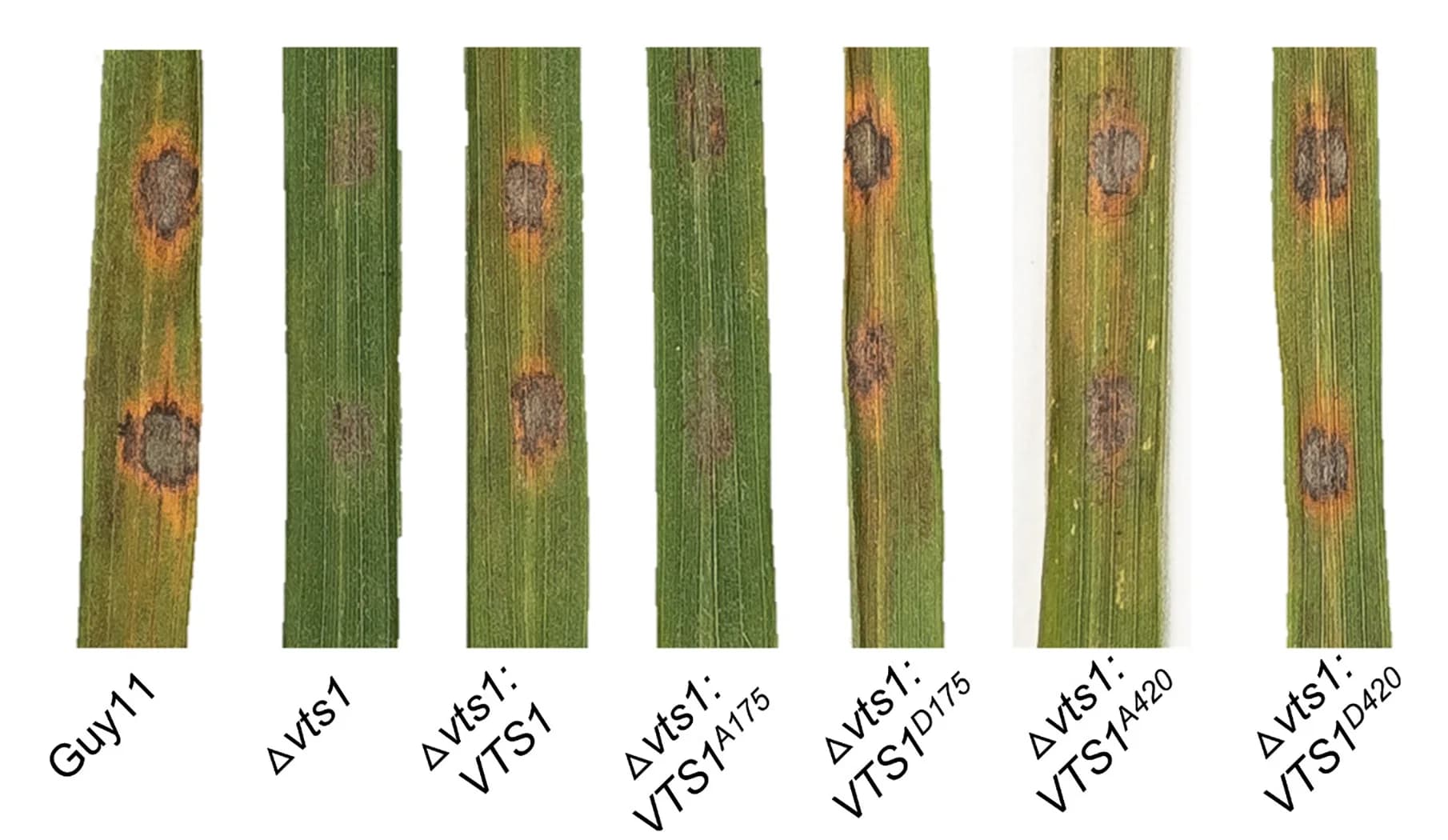 Open access visualization of Photo, Leaf Drop Assay, Rice Seedlings, Conidial Suspensions, Guy11