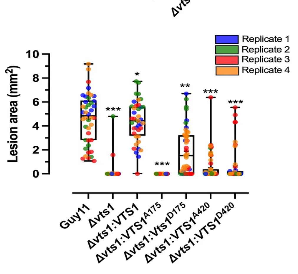 Open access visualization of Box Plot, Scatter Plot, Raincloud Plot, Bar Chart, Lesion Size