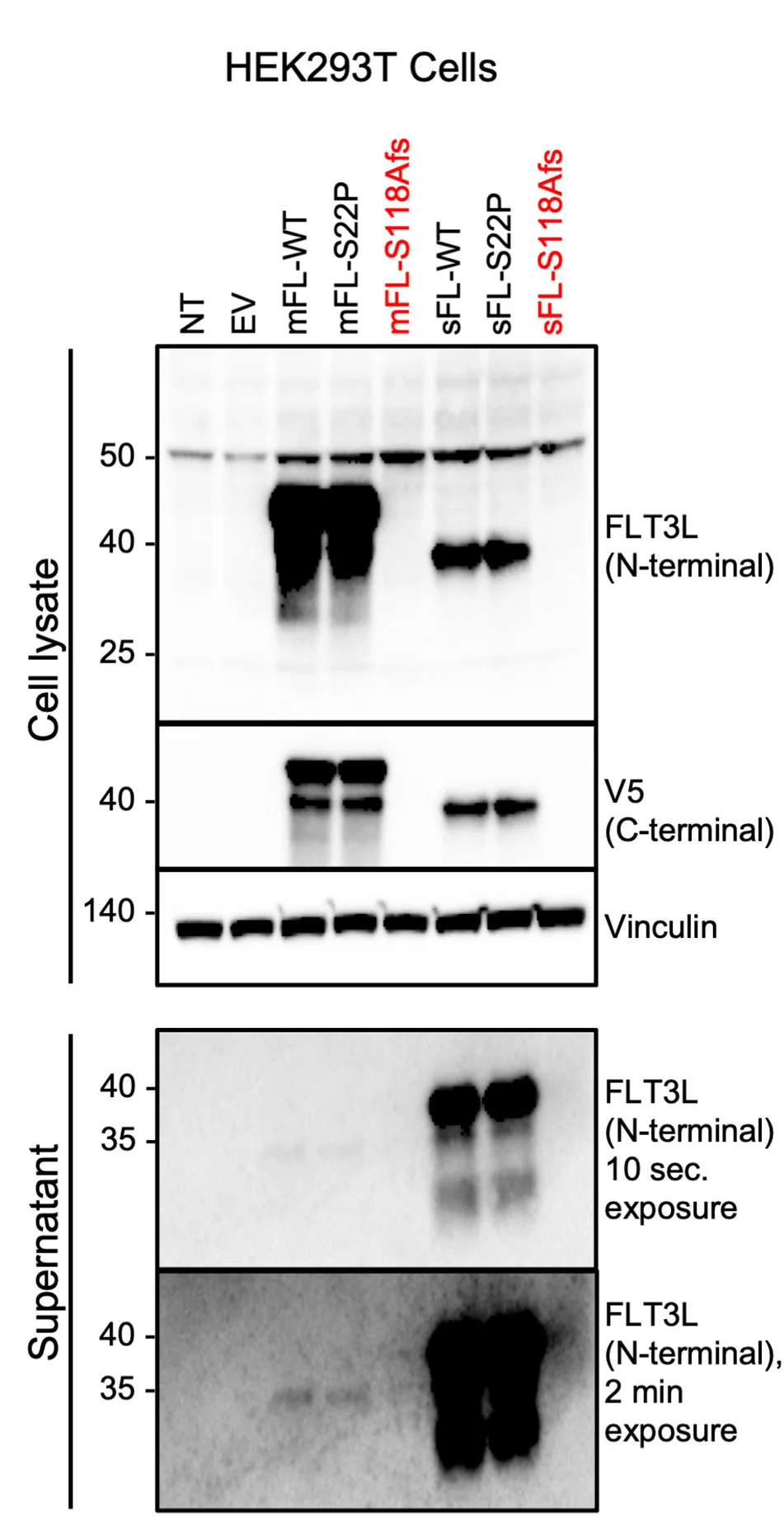Open access visualization of Gel, WB Analysis, Cell Culture Supernatants, Cell Lysates, HEK293T Cells