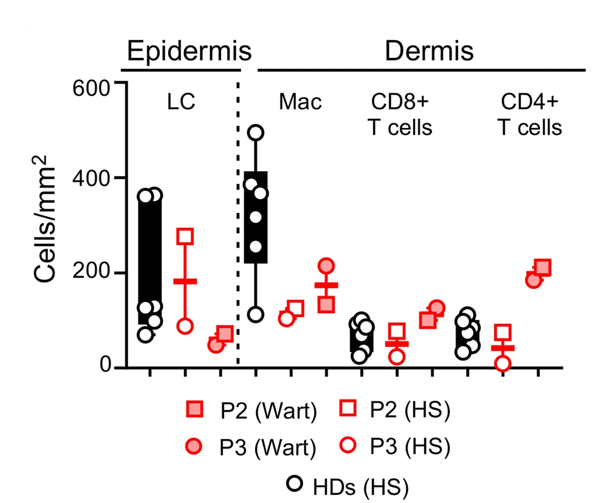 Open access visualization of Scatter Plot, Error Bars, Immune Subsets, Epidermis, Langerhans Cells