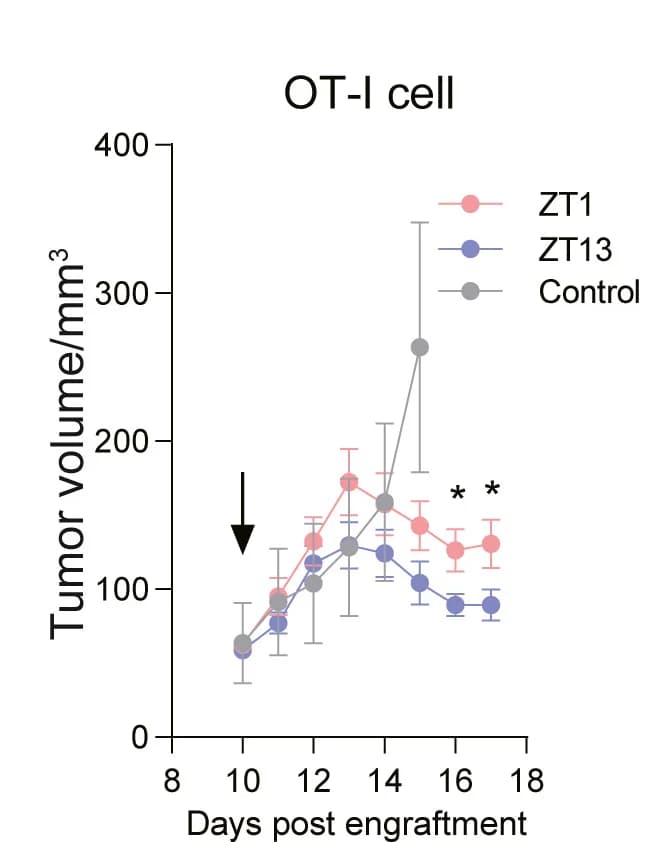 Open access visualization of Line Plot, Error Bars, Tumor Volume, Activated OT-I Cells, ZT1