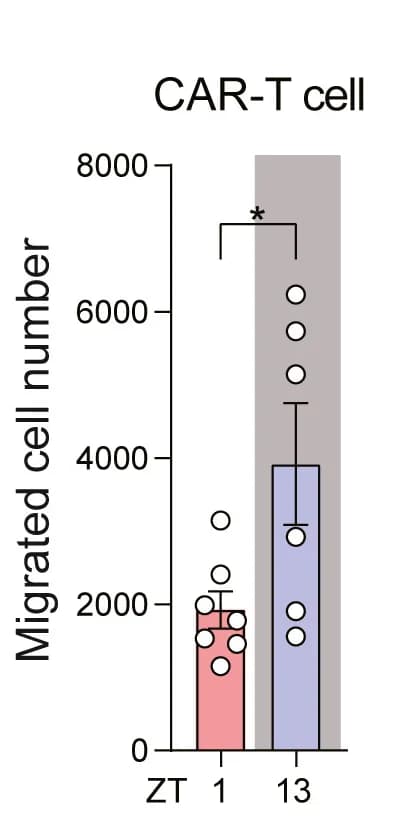 Open access visualization of Bar Plot, Scatter Plot, Error Bars, CAR T Cells, DoHH2 Tumors