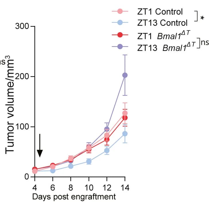 Open access visualization of Line Plot, Error Bars, Tumor Volume, Anti-PD-1 Treatment, ZT1