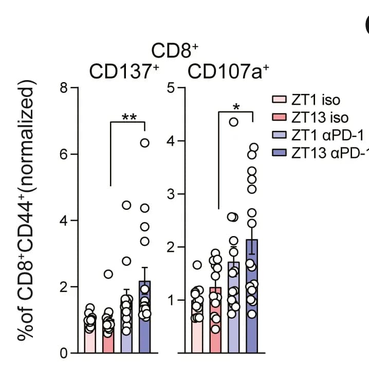 Open access visualization of Bar Plot, Error Bars, Scatter Plot, Tumor CD8+ T Cell, ZT1