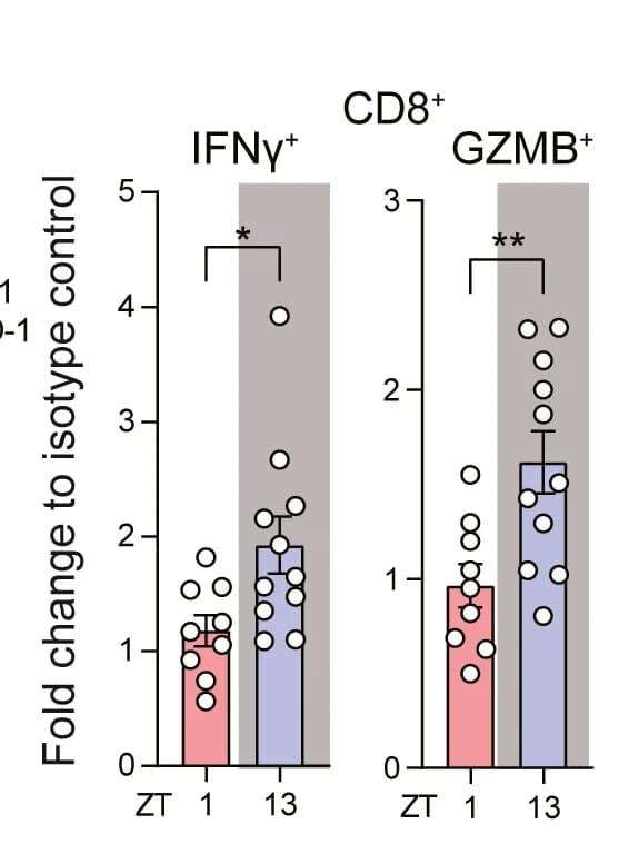 Open access visualization of Bar Plot, Error Bars, Scatter Plot, Cytokine Production, Tumor CD8+ T Cells