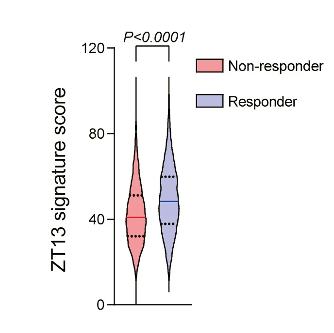 Open access visualization of Violin Plot, Murine ZT13-gene Expression Signature, ICB Treatment, Non-responders, Responders