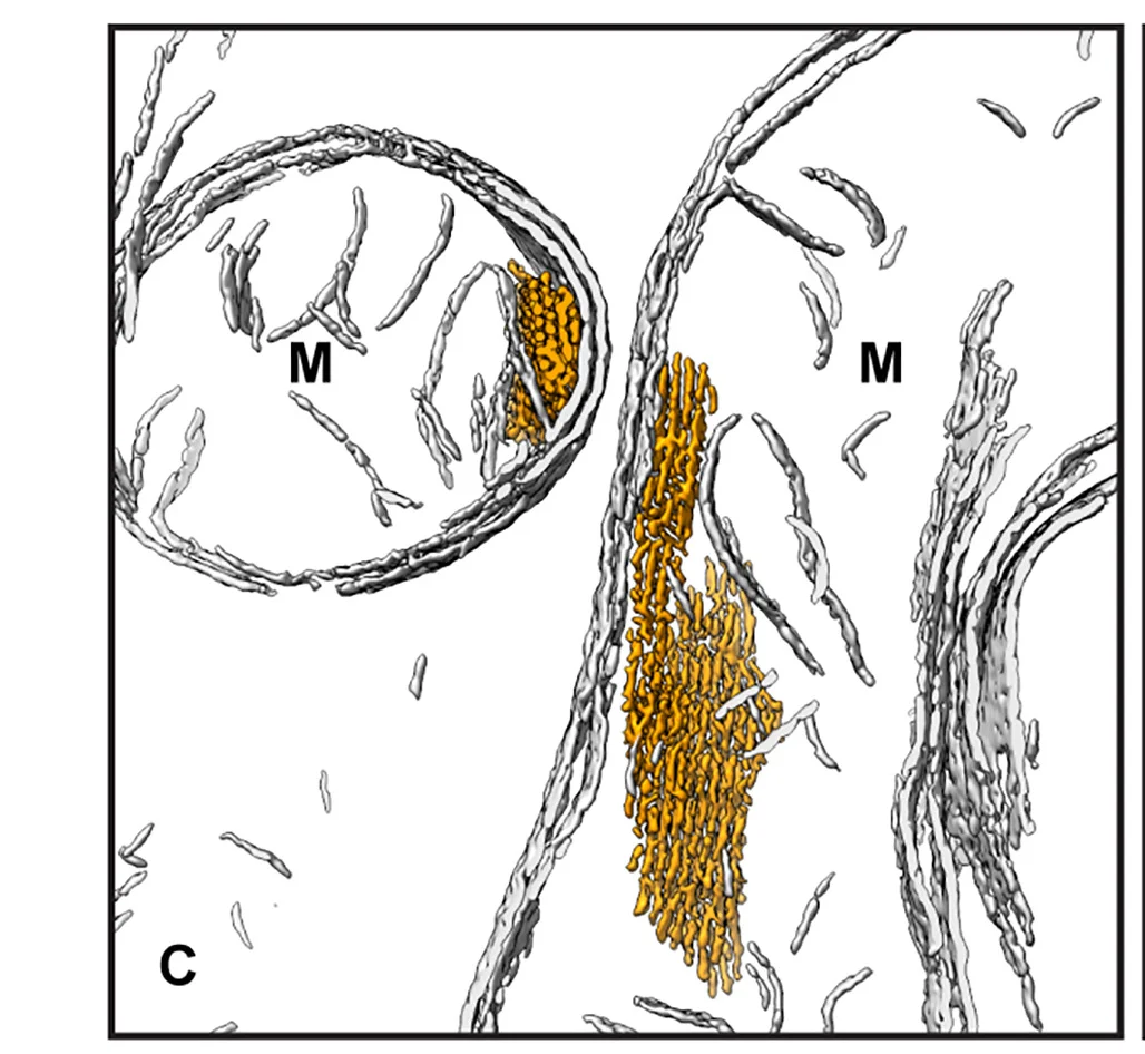 Open access visualization of Microscopy, Segmentation Models, Cryo-Tomograms, Mitochondrial Filaments, Nuclear Filaments
