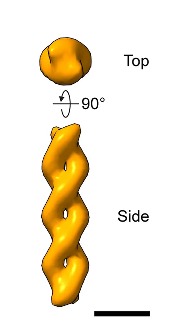 Open access visualization of Protein Structure, Sub-tomogram Averaging, Filaments, Symmetry