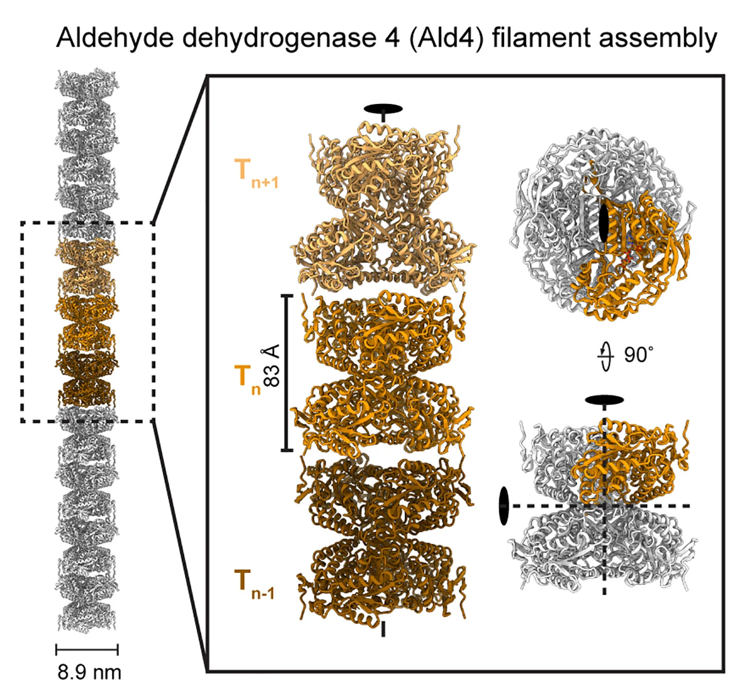 Open access visualization of Protein Structure, Chemical Structure, Ald4, Filamentous Form, Tetramers
