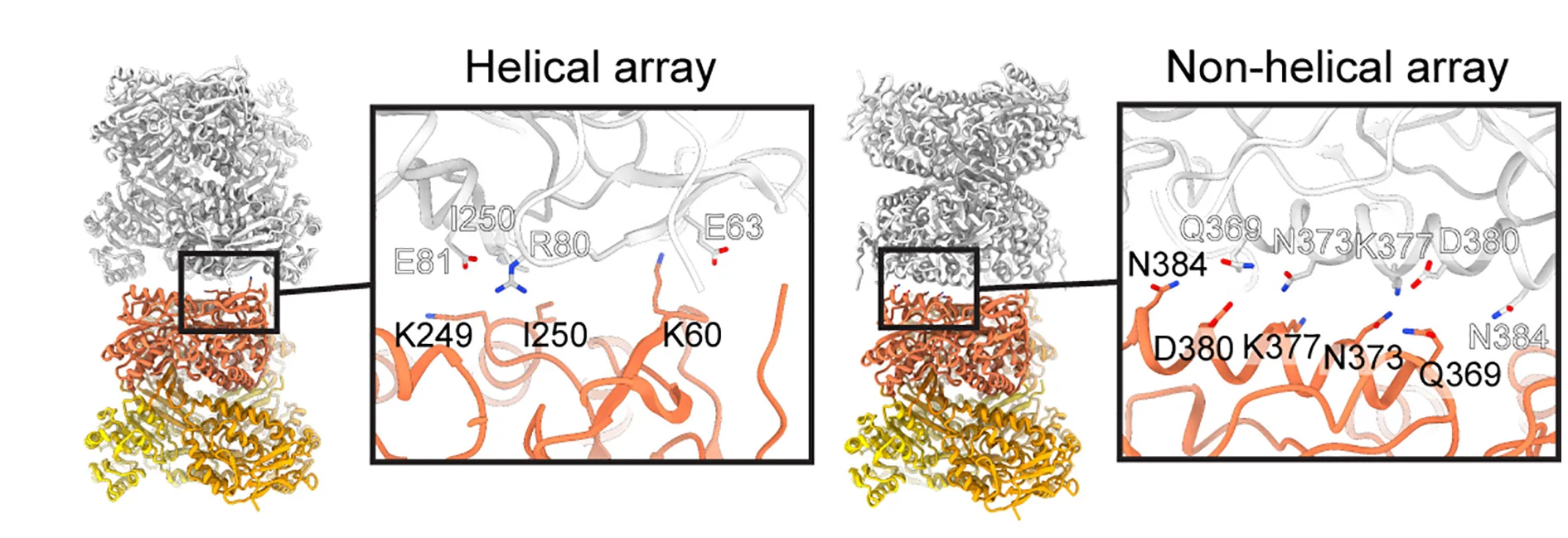 Open access visualization of Protein Structure, Chemical Structure, Ald4, Tetramers, Interfaces