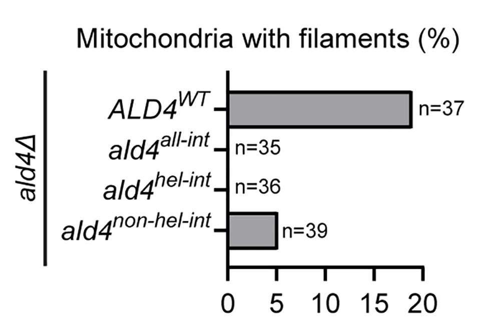 Open access visualization of Bar Plot, Ald4, Interface Residues, Filament Formation, Purified Mitochondria
