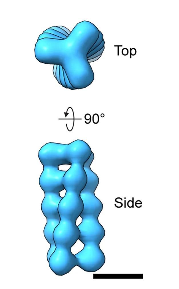 Open access visualization of Protein Structure, 3D Plot, Sub-tomogram Averaging, Filaments, 3-Fold Symmetry
