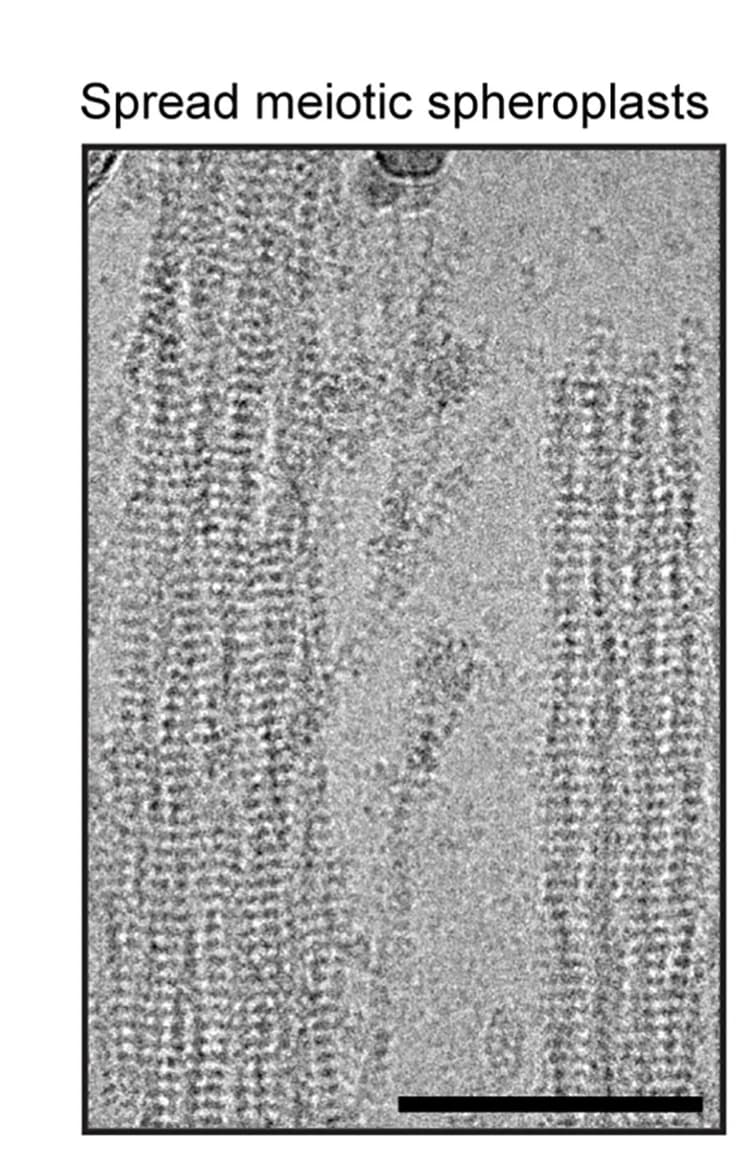 Open access visualization of Microscopy, CryoEM Micrograph, Filament Bundles, Spreads