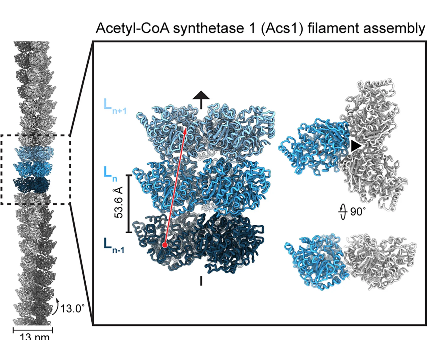Open access visualization of Protein Structure, Structure, Acs1, Filamentous Form, Helical Array
