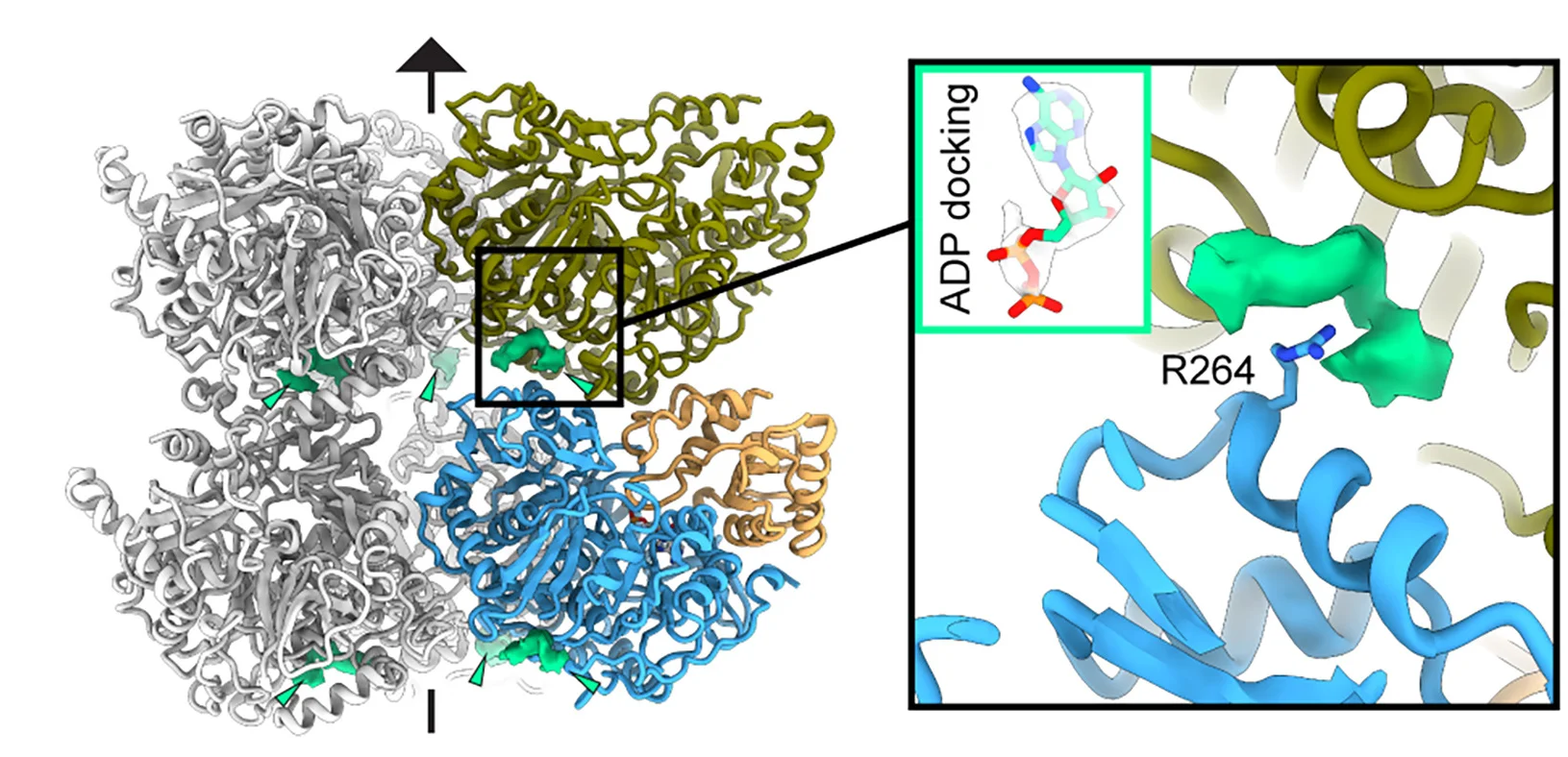 Open access visualization of Protein Structure, Chemical Structure, Acs1, Density Bridge, Adjacent Layers