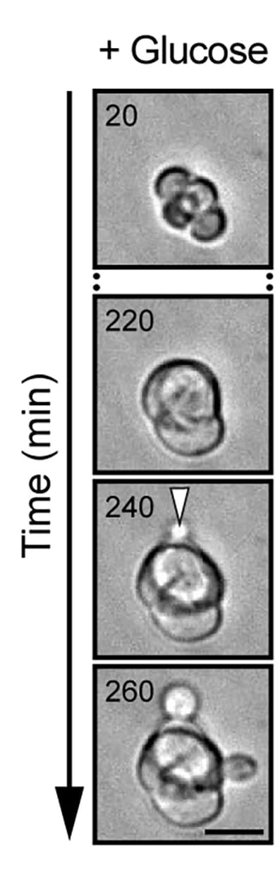 Open access visualization of Microscopy, Live-Cell Imaging, Spore Germination, Sporulation, Starvation