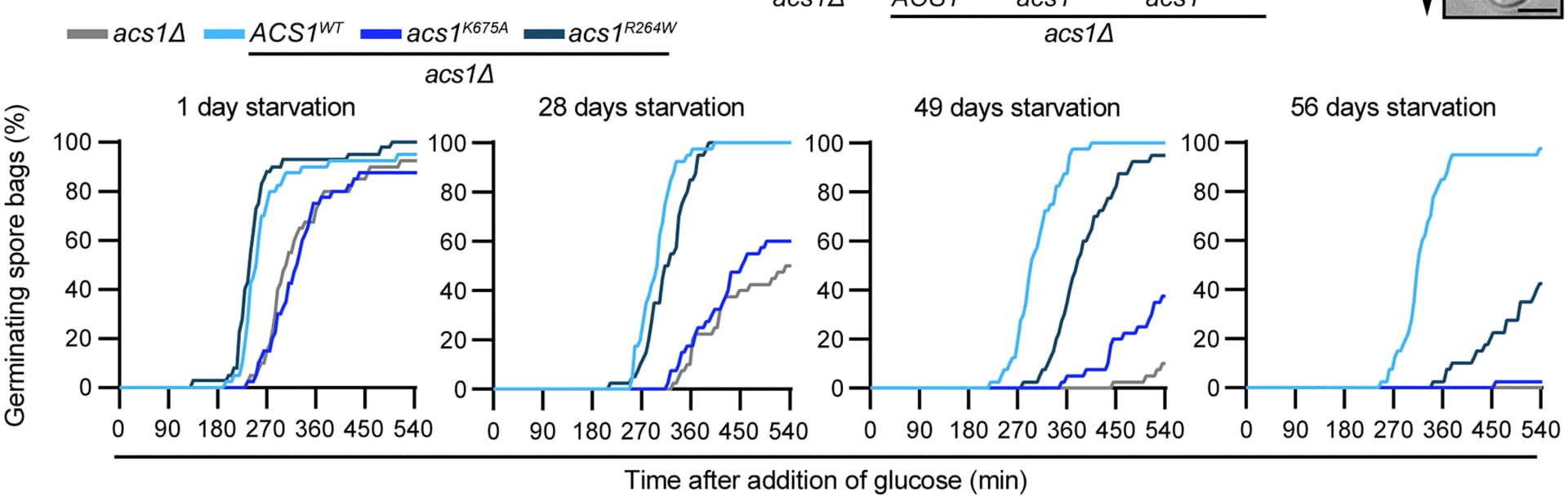 Open access visualization of Line Plot, Line Step, Spore Germination, Yeast Strains, Genotypes
