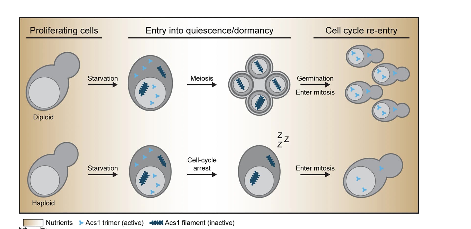 Open access visualization of Workflow, Illustration, Acs1 Filament Function, Starvation, Meiosis