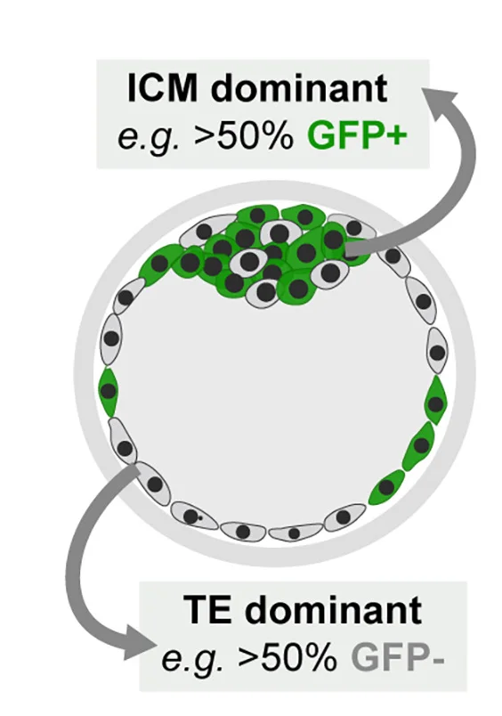 Open access visualization of Illustration, Terminology, GFP+ Cells, GFP- Cells, ICM