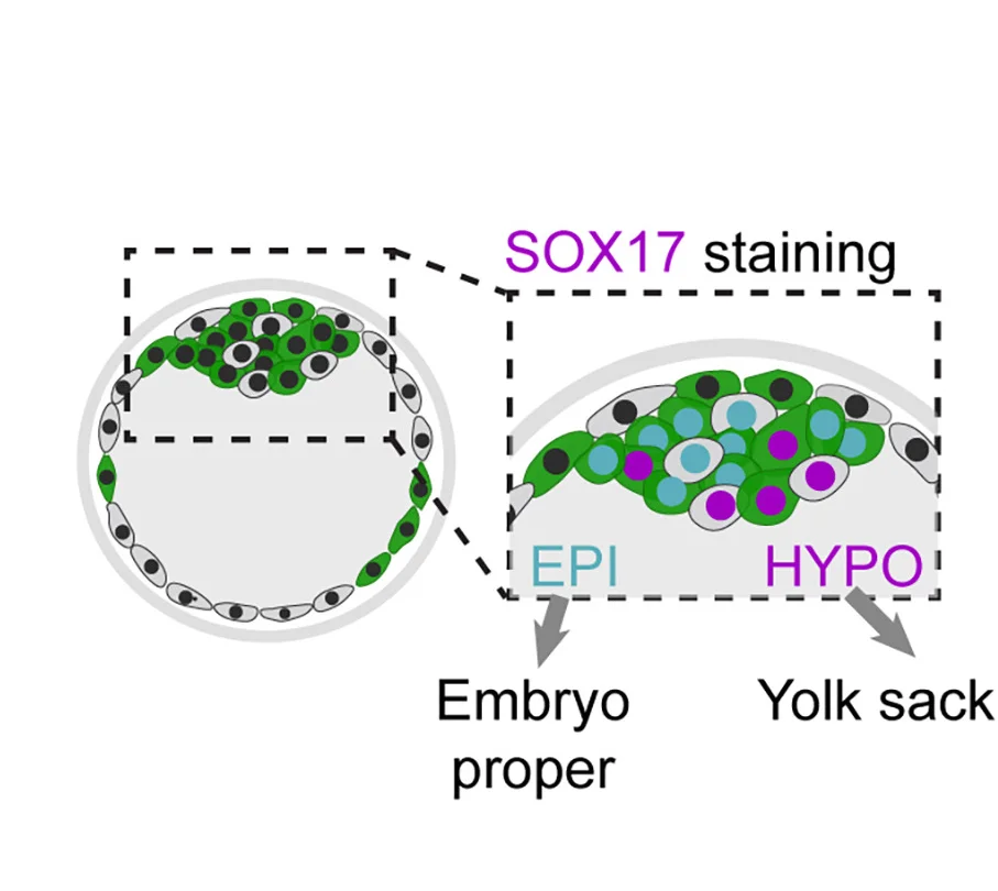 Open access visualization of Illustration, SOX17 Staining, Epiblast, Hypoblast, ICM