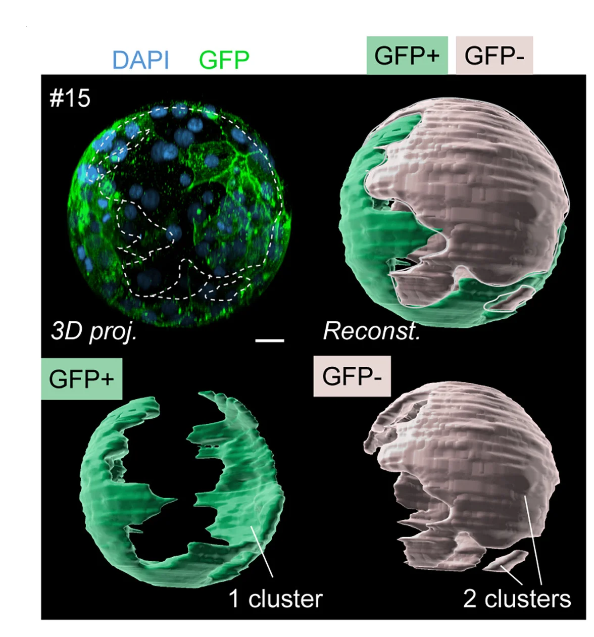 Open access visualization of Microscopy, GFP, DAPI, Blastocyst, Trophectoderm