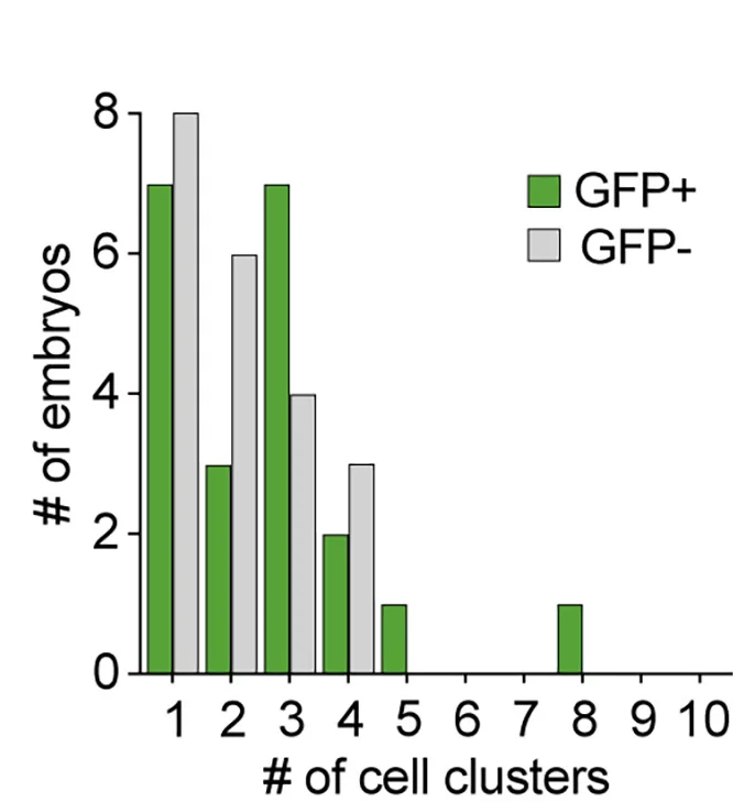 Open access visualization of Bar Plot, Clustered, Histogram, GFP, Cell Clusters