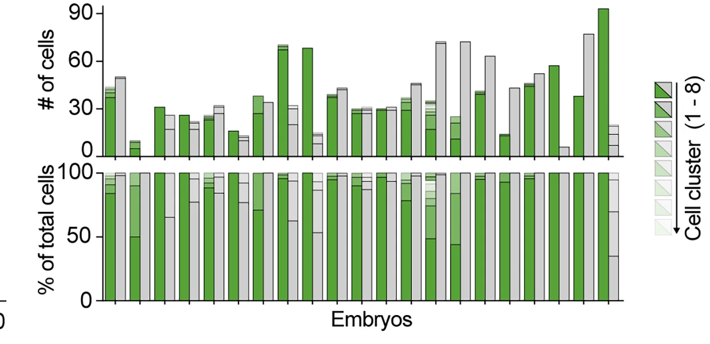 Open access visualization of Stacked Bar Plot, Cell Number, Percentage, Cell Clusters, Embryo