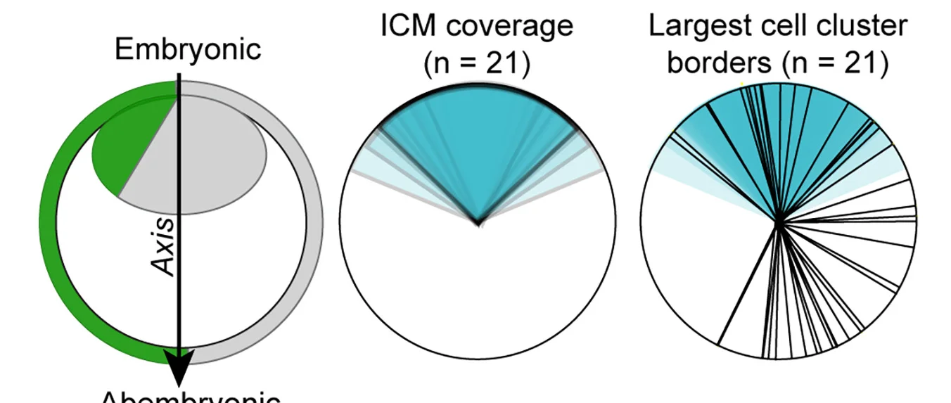 Open access visualization of Pie Chart, Radar Chart, Embryonic Axis, Blastocyst, Inner Cell Mass