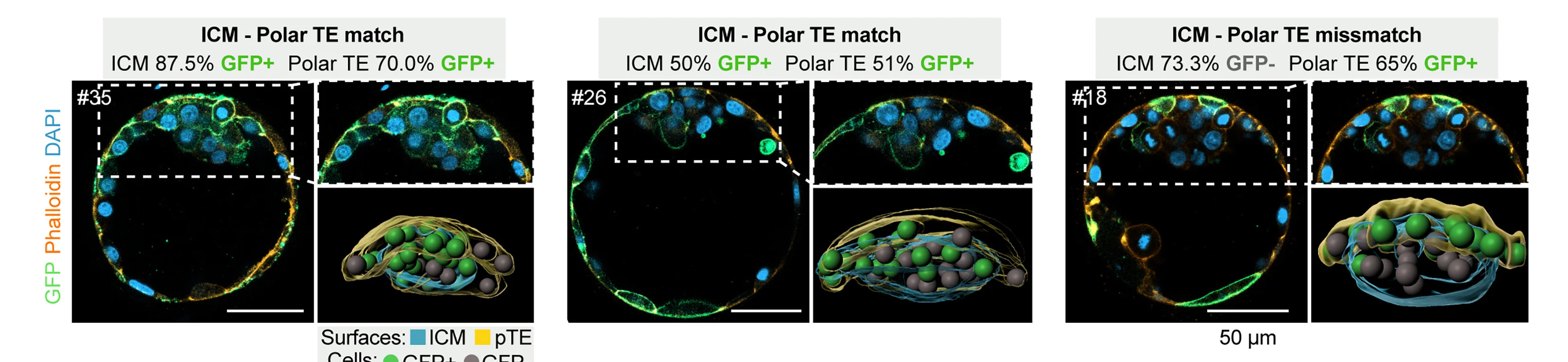 Open access visualization of Microscopy, 3D Plot, Human Blastocysts, GFP, DAPI