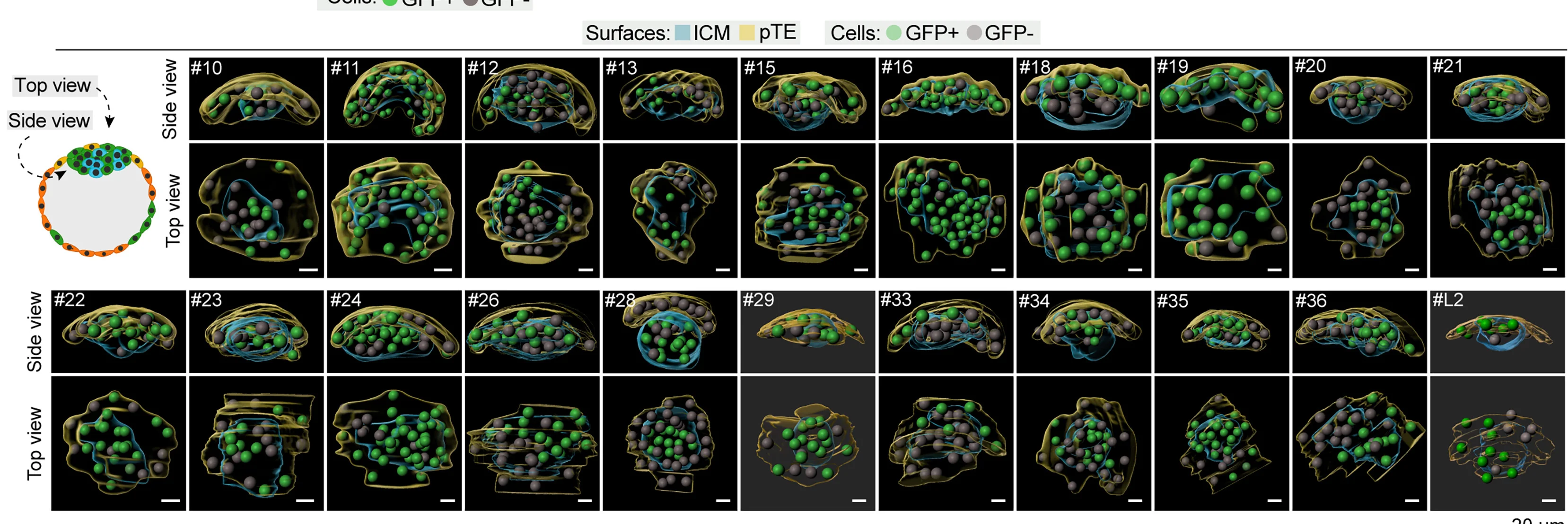 Open access visualization of 3D Plot, Inner Cell Mass, Polar Trophectoderm, Cell Reconstruction, GFP