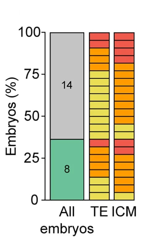 Open access visualization of Bar Plot, Stacked Bar Plot, Arrested Blastomeres, Blastocysts, Clonal Imbalance
